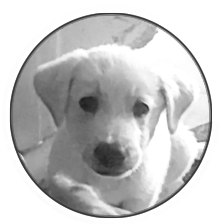 Ektorakos/My Little Dog